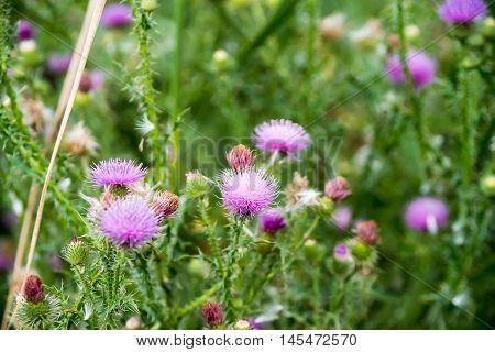 Field with Silybum marianum (Milk Thistle) Medical plants.