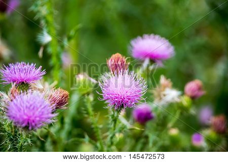 Field with Silybum marianum (Milk Thistle) Medical plants.