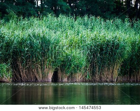 Green reeds are growing close to the river in spring.Quiet atmosphere.
