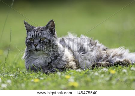 Domestic long-haired cat (this one is actually semi-feral) laying on a garden lawn.