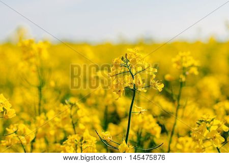 Rape Flower Close Up Right In The Rape Field