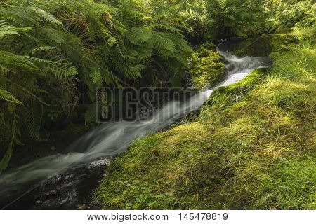 An image of a beautiful woodland brook flowing through Dartmoor shot at Venford Brook, Devon, England, UK. A slow shutter speed was used to capture the milky effect of the water.