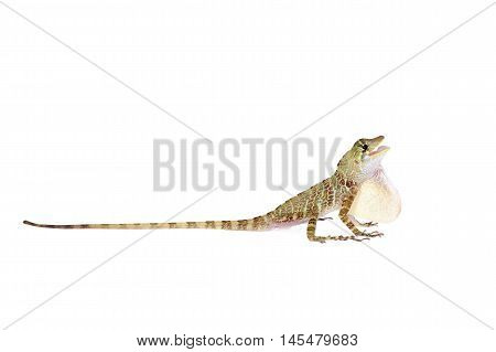 Dactyloa latifrons lizard isolated on white background