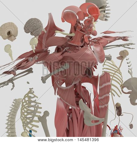 Human anatomy exploded view, deconstructed, layers. Separate elements muscle, bone, organs, nervous system, lymphatic system, vascular system. 3d illustration