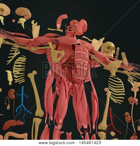 Human anatomy exploded view, deconstructed, layers. Separate elements muscle, bone, organs, nervous system, lymphatic system, vascular system. 3d illustration