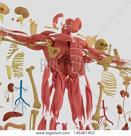 Human anatomy exploded view, deconstructed, layers. Separate elements muscle, bone, organs, nervous system, lymphatic system, vascular system. 3d illustration