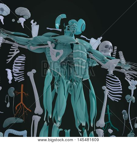 Human anatomy exploded view, deconstructed, layers. Separate elements muscle, bone, organs, nervous system, lymphatic system, vascular system. 3d illustration