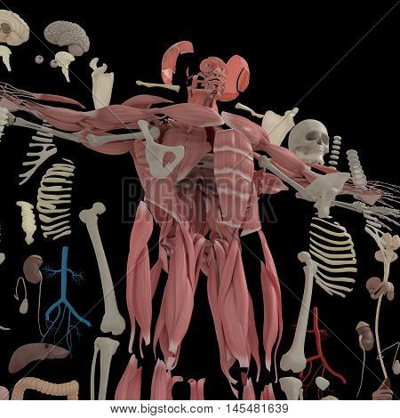 Human anatomy exploded view, deconstructed, layers. Separate elements muscle, bone, organs, nervous system, lymphatic system, vascular system. 3d illustration