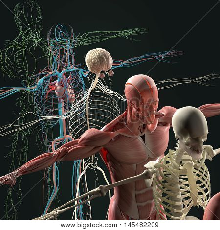Human anatomy exploded view, deconstructed, layers. Separate elements muscle, bone, organs, nervous system, lymphatic system, vascular system. 3d illustration