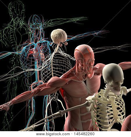 Human anatomy exploded view, deconstructed, layers. Separate elements muscle, bone, organs, nervous system, lymphatic system, vascular system. 3d illustration