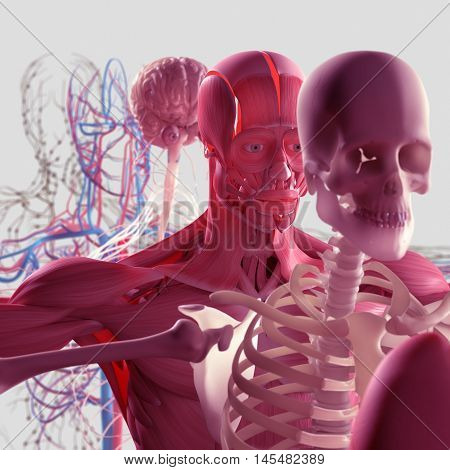 Human anatomy exploded view, deconstructed, layers. Separate elements muscle, bone, organs, nervous system, lymphatic system, vascular system. 3d illustration