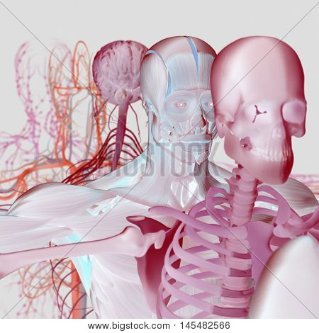 Human anatomy exploded view, deconstructed, layers. Separate elements muscle, bone, organs, nervous system, lymphatic system, vascular system. 3d illustration