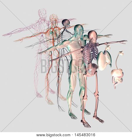 Human anatomy exploded view, deconstructed layers. Separate elements muscle, bone, organs, nervous system, lymphatic system, vascular system. Vibrant colors. 3d illustration