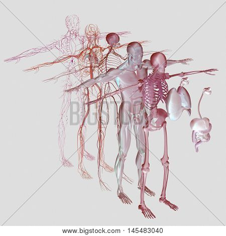 Human anatomy exploded view, deconstructed layers. Separate elements muscle, bone, organs, nervous system, lymphatic system, vascular system. Vibrant colors. 3d illustration