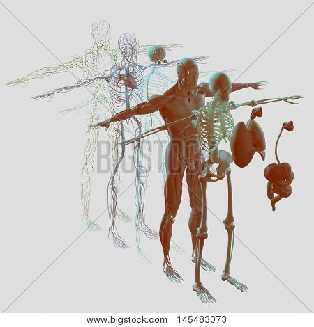 Human anatomy exploded view, deconstructed layers. Separate elements muscle, bone, organs, nervous system, lymphatic system, vascular system. Vibrant colors. 3d illustration