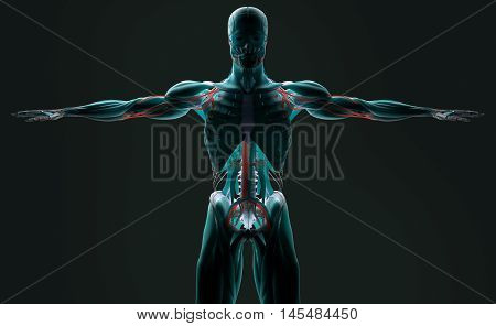 Human anatomy , back-lit, 3D futuristic scan technology with xray-like view of human body. Torso and skeleton front. Vibrant colors. Xray-like. 3d i illustration, professional lighting, plain background