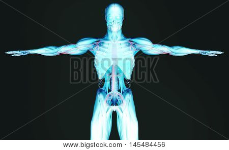 Human anatomy , back-lit, 3D futuristic scan technology with xray-like view of human body. Torso and skeleton front. Vibrant colors. Xray-like. 3d i illustration, professional lighting, plain background
