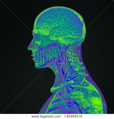Human anatomy brain. Side view futuristic scan xray. 3d illustration