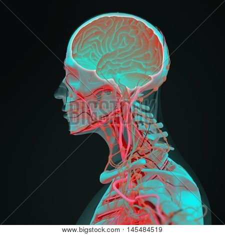 Human anatomy brain. Side view futuristic scan xray. 3d illustration