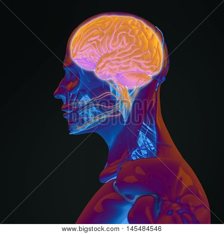 Human anatomy brain. Side view futuristic scan xray. 3d illustration