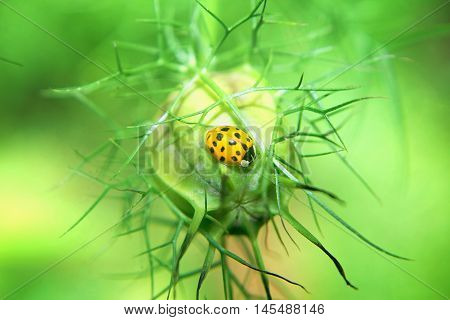 insect ladybird resting in a flower bud