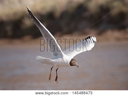 Bird Seagull flying low in the lagoon