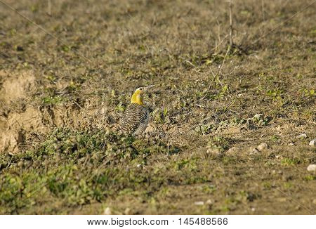 Woodpecker bird perched on the grass field