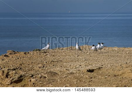 Five seagulls perched on the ground on the seashore