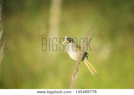 Pale throated pampa finch perched on a herb