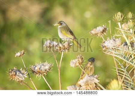 Pale throated pampa finch peched on a thistle