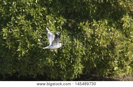 Bird Seagull flying low in the lagoon