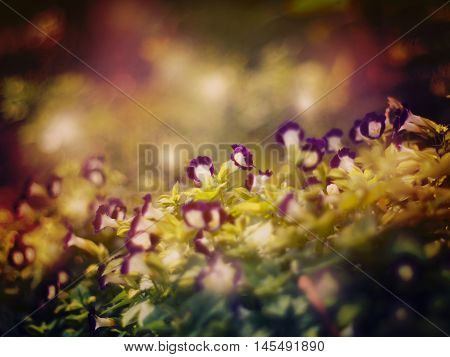 Floral abstract background.Blurred flower soft style with vintage filter effect. Wishbone flower (Torenia fournieri)violet tiny meadow.