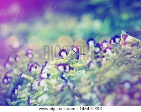 Floral abstract background.Blurred flower soft style with vintage filter effect. Wishbone flower (Torenia fournieri)violet tiny meadow.