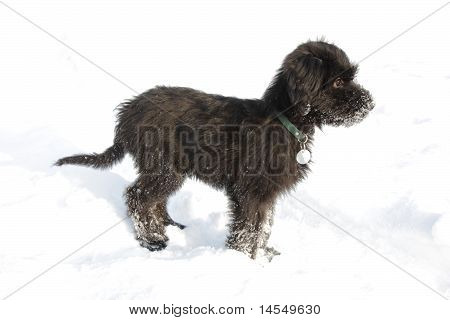 Briard štěně