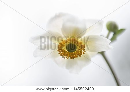 Stunning Close Up Image Of White Anemone Flower In Summer