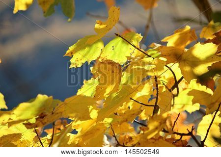 Foglie illuminate dal sole durante una giornata autunnale