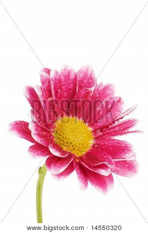 Krysantemum blomst isoleret på hvid baggrund
