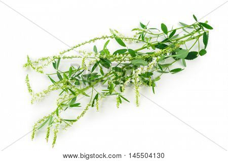 White sweet clover (Melilotus officinalis) wild flower