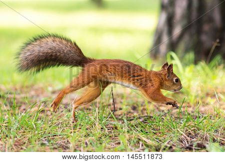 Red Squirrel Running Through The Woods. Sciurus Vulgaris.