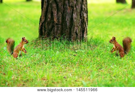 Two Red Squirrels Opposite Each Other. Fight For Territory!