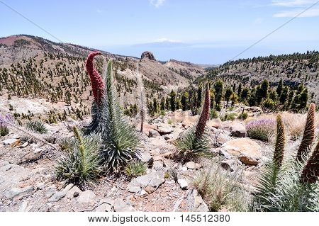 Red Tajinaste Flowers On The El Teide Volcano