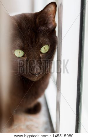 Domestic cat breed Oriental looks out the window