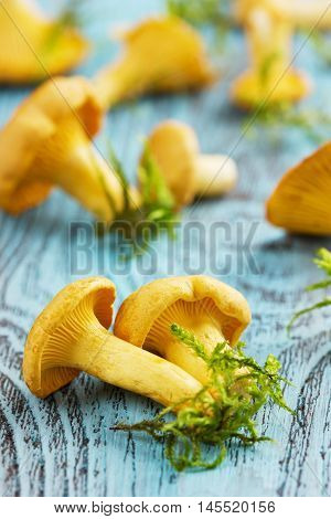 Yellow chanterelle or cantharellus cibarius forest mushrooms  on a rustic wooden background. Closeup.