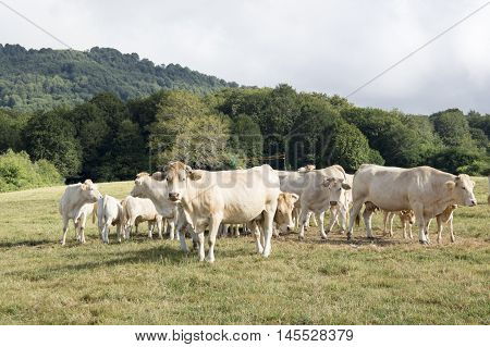 Cows by Mount in Roncesvalles, navarra, spain.