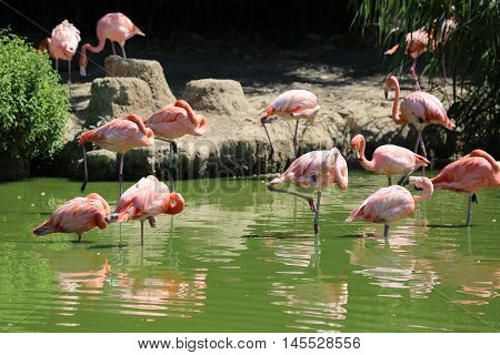 Group of Pink Flamingos with the Water Reflection