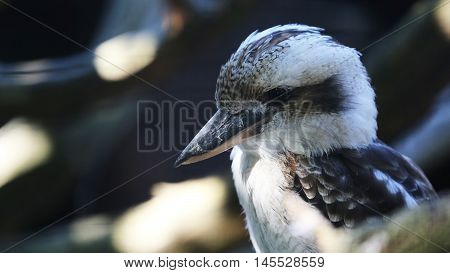 Laughing Kookaburra Perched on a Tree Branch