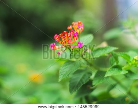 West Indian Lantana Weeping Lantana or Lantana camara