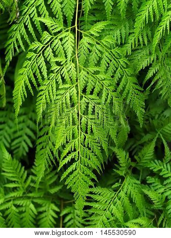 deersfoot fern hare's foot fern or Davallia