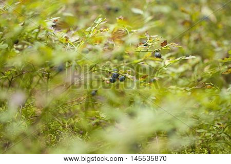 autumnal foraging background with bilberry bushes with berries