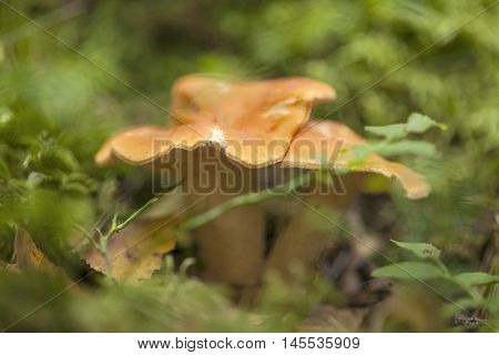 autumnal foraging background with edible mushrooms in forest